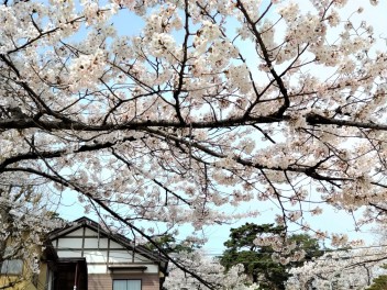 『乗り物で幸せ運ぶ』～桜満開～日本人でよかったなぁ～